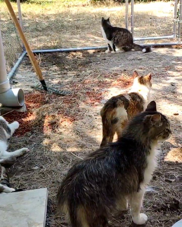 Four cats in the catio: a long-haired tabby in front, a calico, a tabby by the far fence, roses behind the mesh.