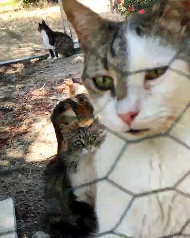 A grey-and-white cat pressed against the chicken wire with its eyes on the lens; a long-haired tabby watches from behind.